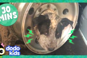 Dog Stuck In Tire And More Incredible Animal Rescues! | 30 Minutes Of Animal Videos | Dodo Kids