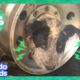 Dog Stuck In Tire And More Incredible Animal Rescues! | 30 Minutes Of Animal Videos | Dodo Kids