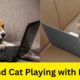 Dog and Cat Playing with Laptop | Animals Playing with Laptop | Funny Animal with Laptop