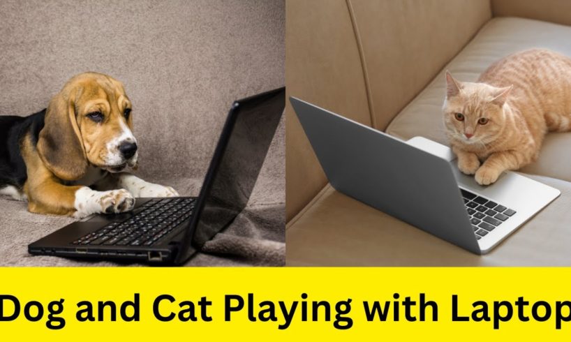 Dog and Cat Playing with Laptop | Animals Playing with Laptop | Funny Animal with Laptop
