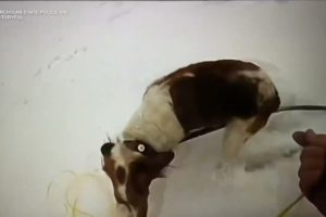 Dog helps rescue owner from frozen Michigan lake