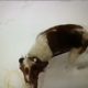 Dog helps rescue owner from frozen Michigan lake