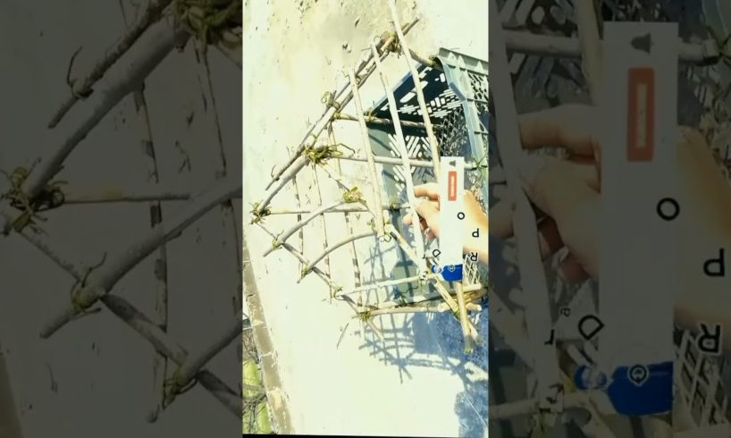 Dog rescue and build Loving Dog House 🏡 Build House for Puppies