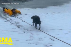 Dog rescued from frozen pond