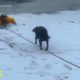 Dog rescued from frozen pond