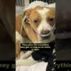 Dog suffers from Pneumonia gets back to health