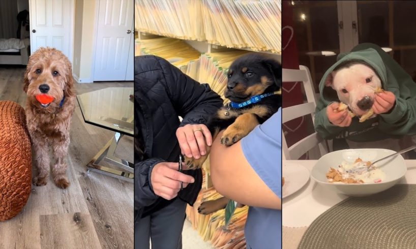 Dogs Doing Funny Things 😂 Best of December 2023 #1