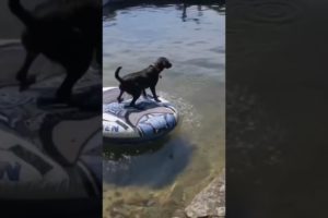 Dogs Rescues Their Owners From Water  1 #shorts