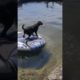 Dogs Rescues Their Owners From Water  1 #shorts