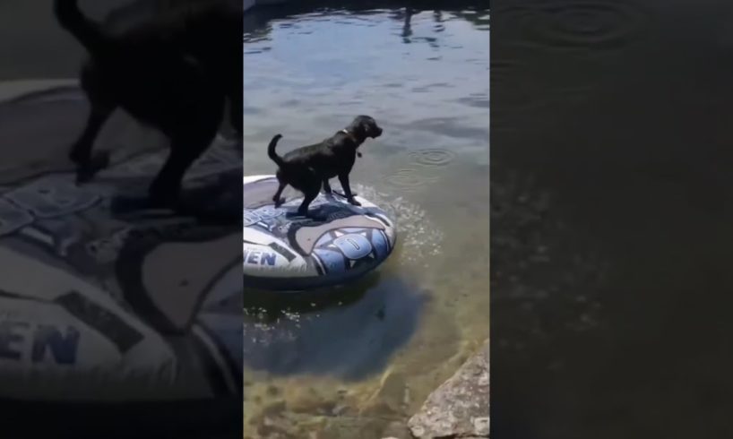 Dogs Rescues Their Owners From Water  1 #shorts