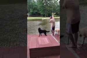 Dogs Rescues Their Owners From Water 2 #shorts