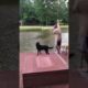 Dogs Rescues Their Owners From Water 2 #shorts