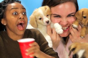 Drunk Girls Get Surprised With Puppies