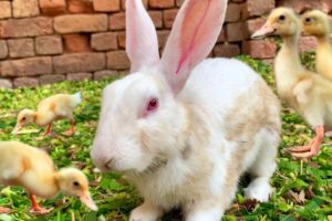 Ducklings,Rabbits,Duck,Funny And Adorable animals Playing,Cute animals Videos