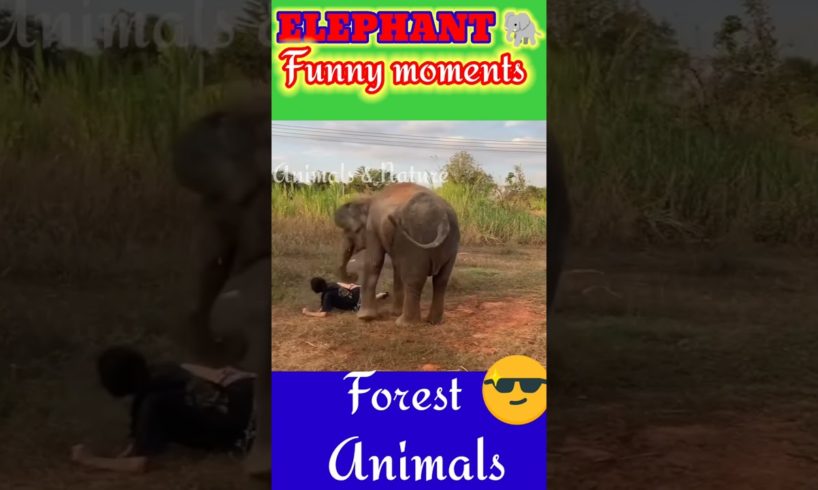 ELEPHANT || FUNNY MOMENTS || #elephant #viral #nature