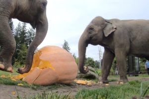 Elephant Smash Giant Pumpkins