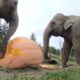 Elephant Smash Giant Pumpkins