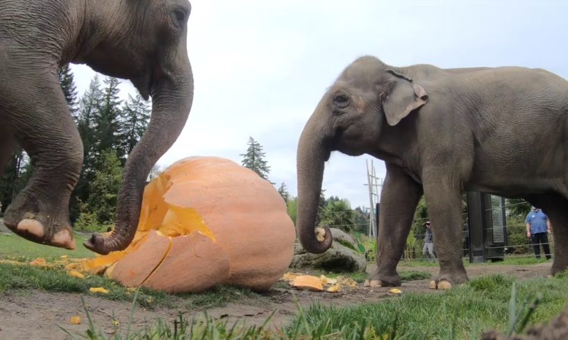 Elephant Smash Giant Pumpkins