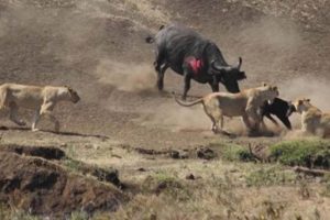 Epic Battle Between Lion and Buffalo Recorded On Camera - Wild Animal Fights