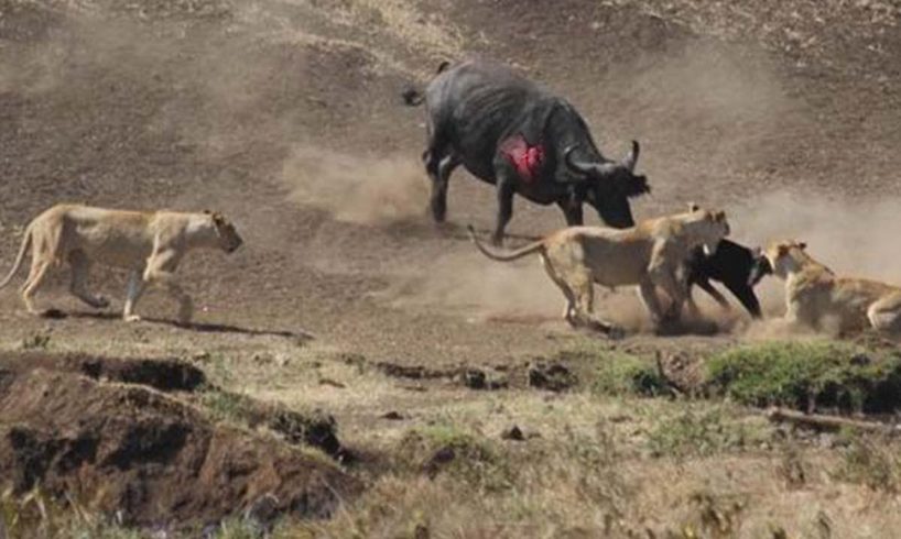 Epic Battle Between Lion and Buffalo Recorded On Camera - Wild Animal Fights