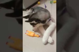 Eva the husky | Siberian husky | dog playing with her toy | loyaldogbreed #dog #love #animals #cute