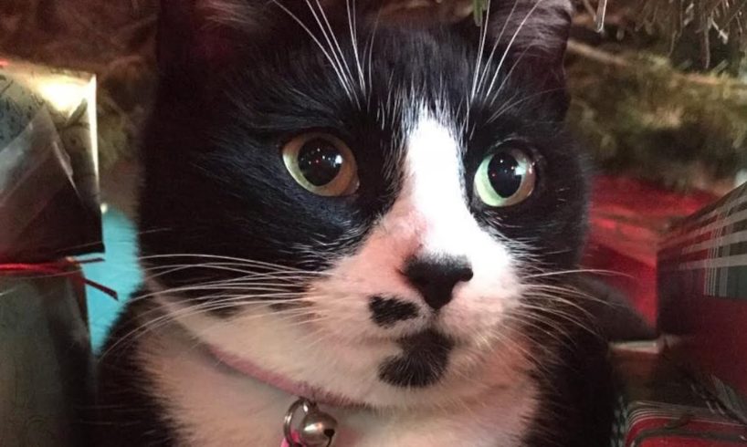 Every day this cat brings gift for woman who was kind to her