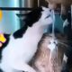 Fails of the Week 2024 😂 Funniest Pets 🐈 Funny and Cute Animals 😹 Dogs And Cats Videos 🐕 Funny Fails