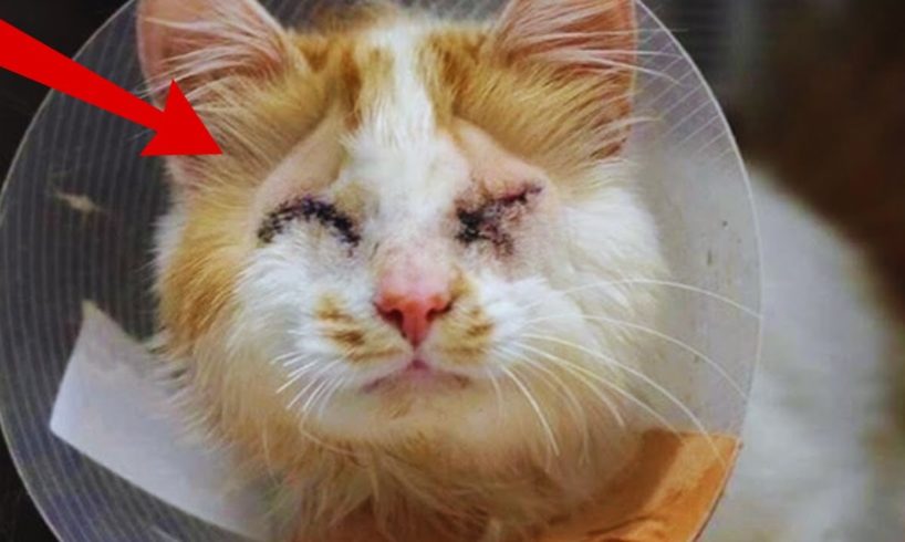 Family Adopts Blind Cat and Takes Him to Shelter to Find Friend He's Been Longing for