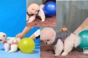 Farting Cute Puppies  | Teacup Pomeranian TikTok Videos |Funny Animal Videos