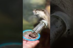 Feeding otters like a pro 🤗