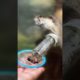 Feeding otters like a pro 🤗