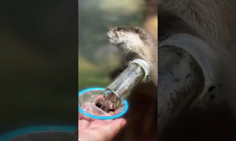 Feeding otters like a pro 🤗