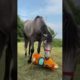 Fenya is having fun part 3 | Horse playing | Funny horse #horse #animals #shorts