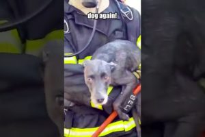 Firefighter Rescues Dog From Burning Building!