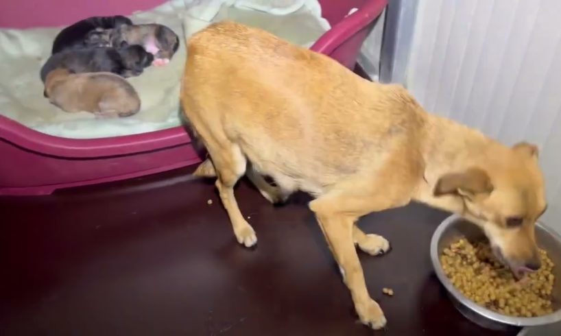 Food time before bed for sweet mother Rosie 🥰🐶She is happy 🥰 - Takis Shelter