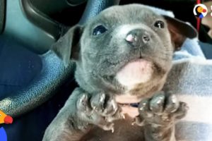 Freezing, Crying Puppy Rescued by Police Officers | The Dodo