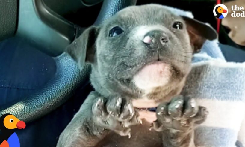 Freezing, Crying Puppy Rescued by Police Officers | The Dodo