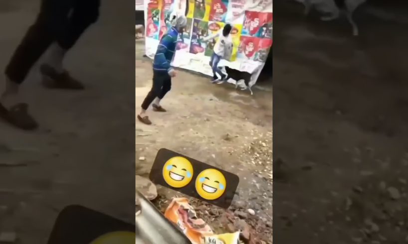Funny Animals Playing 😂 #animals #funny #funnyshorts #shorts