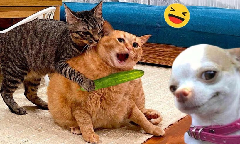 Funny Dogs And Cats Videos 2024 😅 - Best Funniest Animal Videos Of The week #6