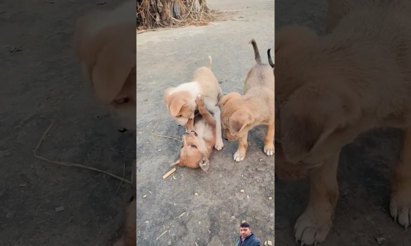 Funny Puppies Are Playing #dog #puppy #cute #cutepuppy #animal #animals #doglover #funny #puppydog