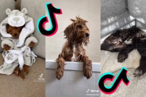 😂 Funny and Cute Cockapoo 😍 Dogs and Puppies Tiktok Compilation