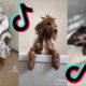 😂 Funny and Cute Cockapoo 😍 Dogs and Puppies Tiktok Compilation