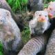 Funny animals for kids - Yegorka is playing with mongooses Funny videos for children Zoo animals