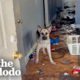 German Shepherd Rescued From Abandoned Home Gets The Best Holiday Surprise! | The Dodo