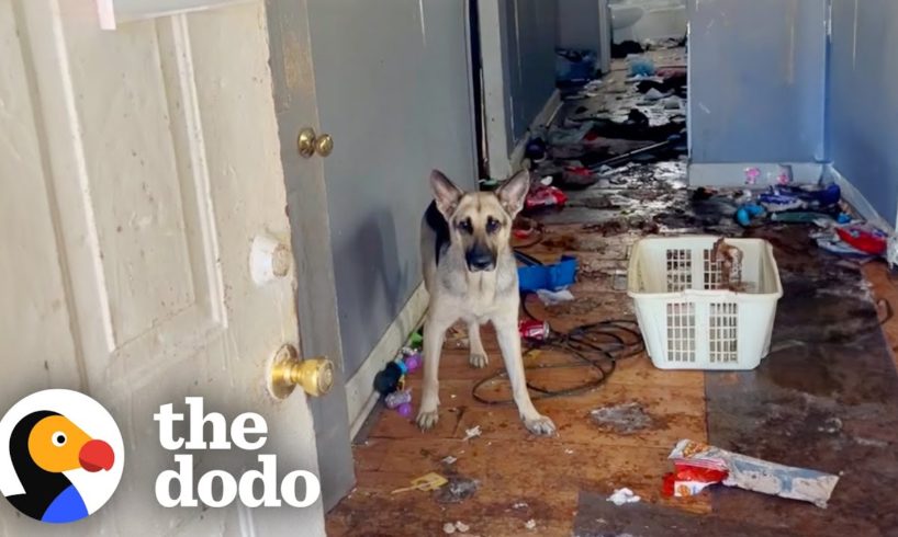 German Shepherd Rescued From Abandoned Home Gets The Best Holiday Surprise! | The Dodo