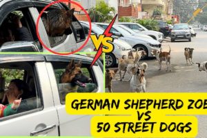 German Shepherd Zoey Fights With 50 Street Dogs Alone: Street Dogs Ne Gher Liya Zoey Ko Truck Mein