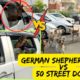 German Shepherd Zoey Fights With 50 Street Dogs Alone: Street Dogs Ne Gher Liya Zoey Ko Truck Mein