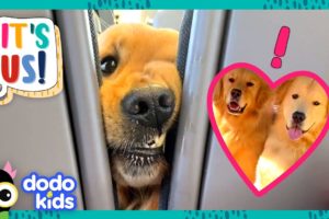 Golden Retrievers Love Being Besties With Everyone! | Dodo Kids | It’s Me!