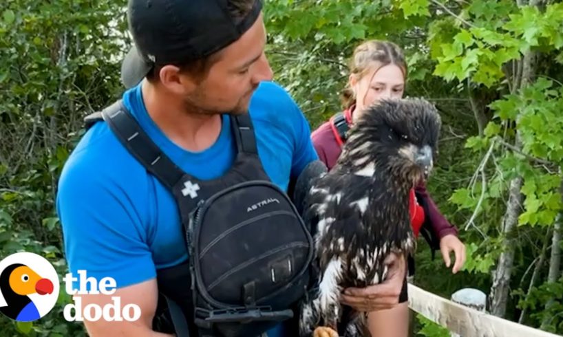 Guy Rescues Eagle From River Just In Time | The Dodo