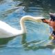 Guy Rescues Egg from Storm and Becomes a Swan's Dad for Life